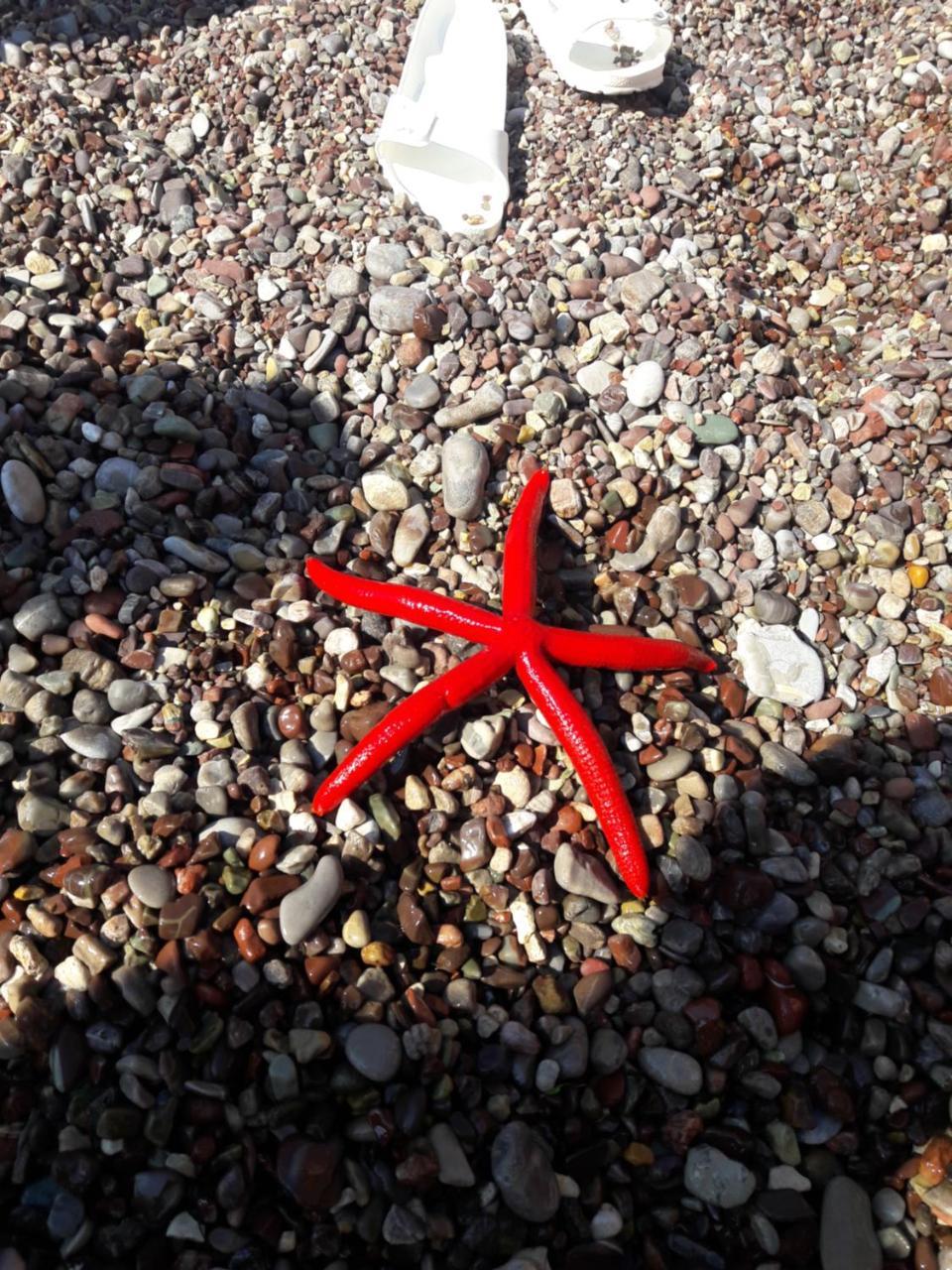 Sea Star Apartment ドプラー・ヴォダ エクステリア 写真